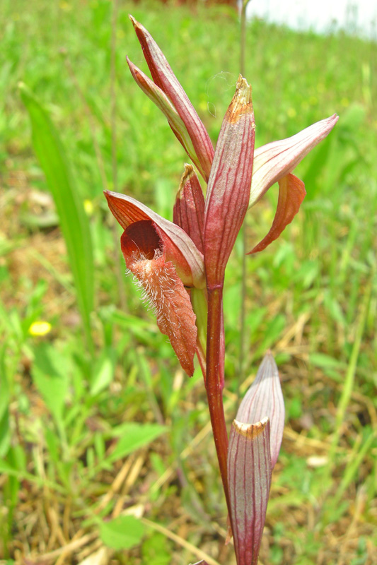 Orchidee del Chianti - Ophrys sphegodes e altre...